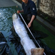Illustration for article titled A Giant Oarfish, The Sea Serpent Of Yore, Washes Up In Sweden